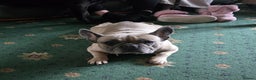 French Bulldog dogs for sale: Female French Bulldog - Advert 2