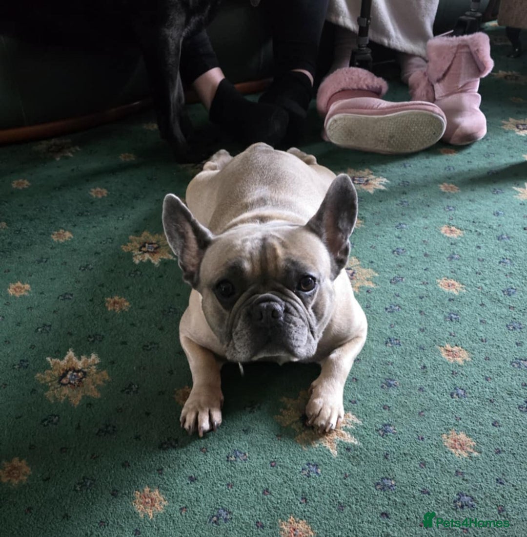French Bulldog dogs for sale: Female French Bulldog - Advert 2