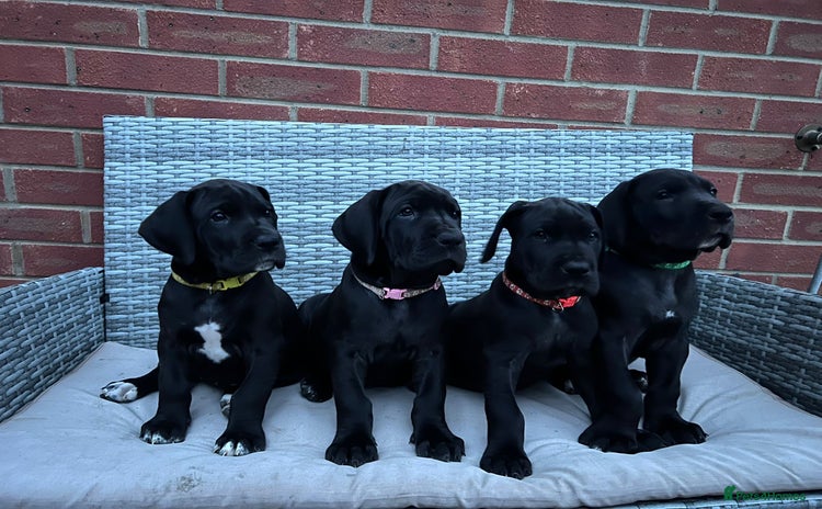 Great Dane dogs - Advert 3
