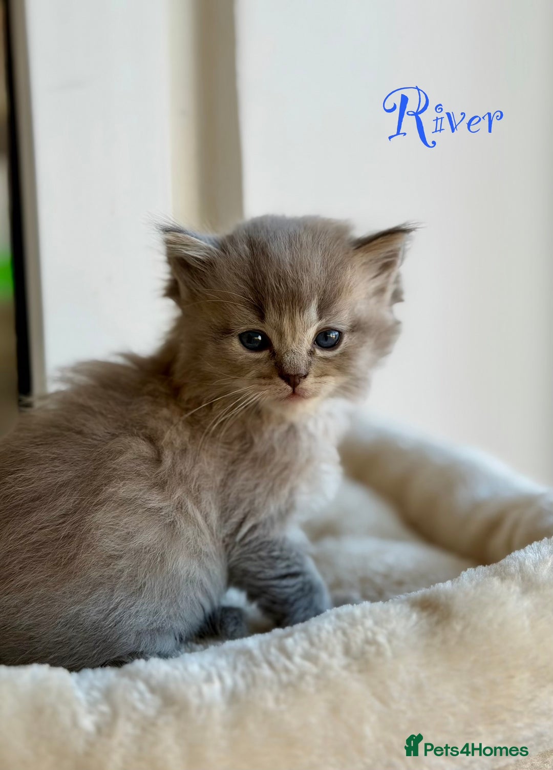 Ragdoll cats for sale: TICA registered cherubim kittens - Advert 8