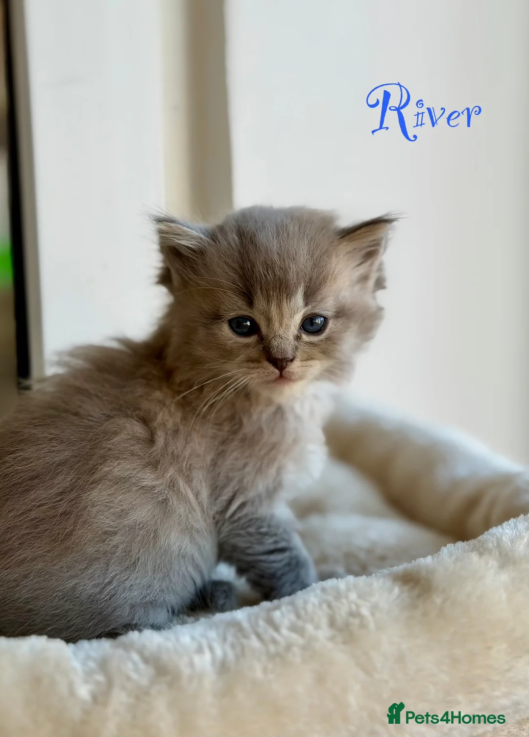 Ragdoll cats for sale: TICA registered cherubim kittens - Advert 8