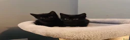 Mixed Breed cats for sale: Beautiful kittens  - Advert 12