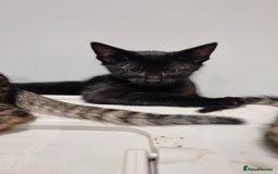 Savannah cats for sale: Gorgeous f5 kittens. Just melanistic girl left - Image 4