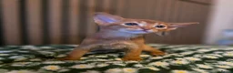 Abyssinian cats for sale: Beautiful Aby kitten  - Advert 26