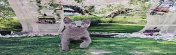 Russian Blue cats for sale: GCCF Registered Russian Blue Kittens - Advert 34