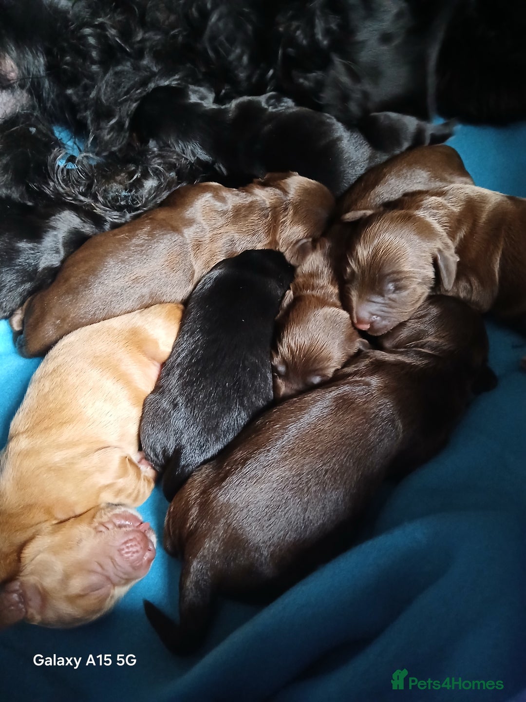 Cocker Spaniel dogs for sale:  Cocker spaniel puppies  - Image 3