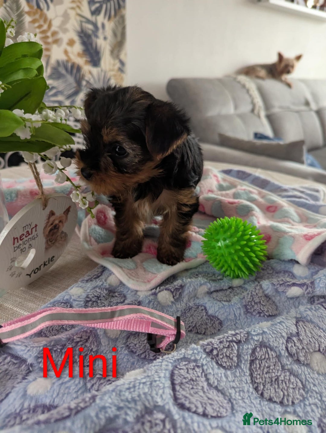 Yorkshire Terrier dogs for sale: Stunning yorkshire terriers for sale - Image 17