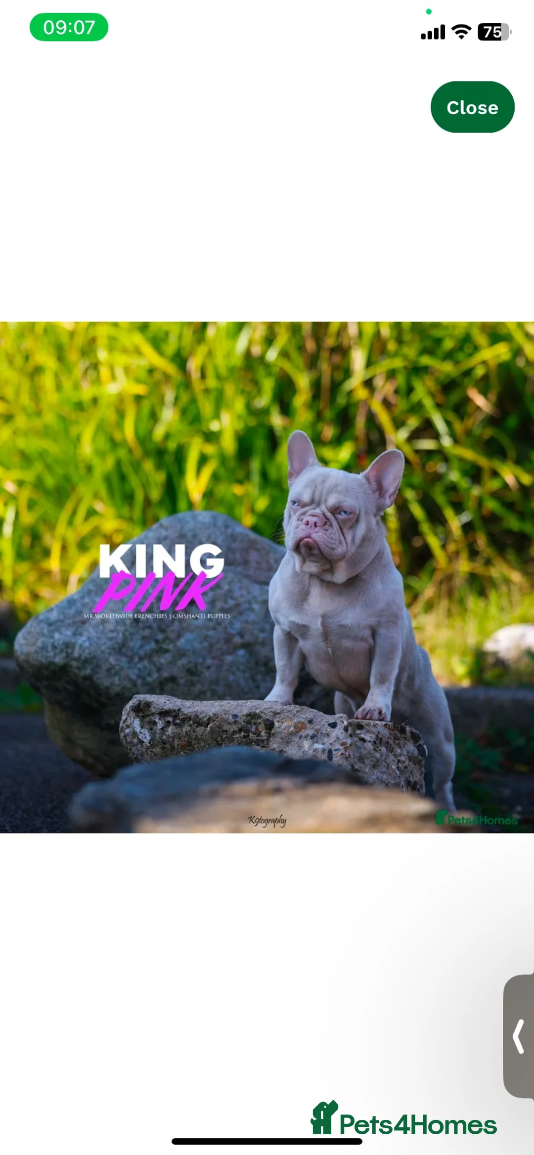 French Bulldog dogs for sale: Quality french bulldogs  - Advert 6