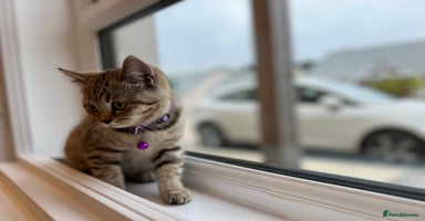 British Shorthair cats - Advert 5