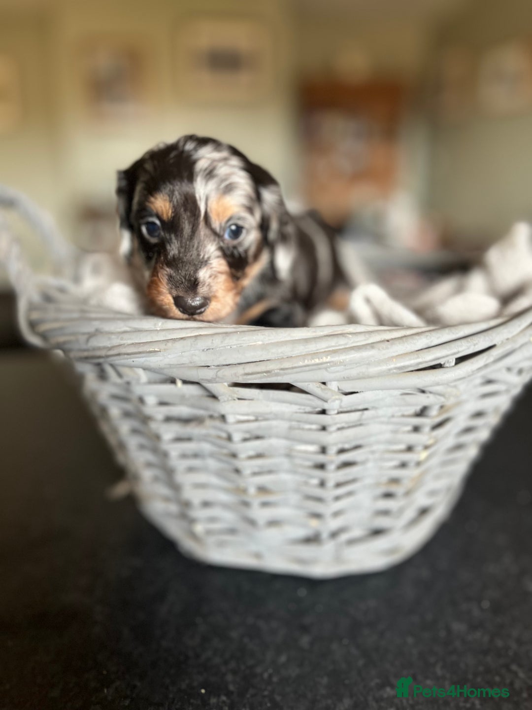 Miniature Dachshund dogs for sale: Beautiful miniature dachshund puppies for sale.  - Image 9