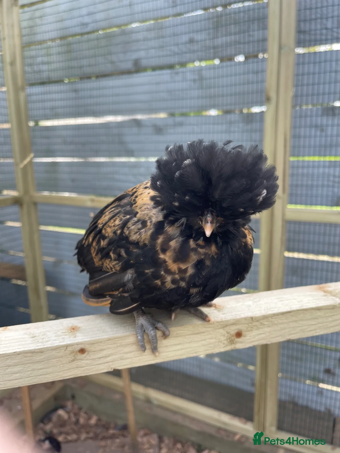 Chickens poultry for sale: Purebred Polish Chicks - 7 Weeks Old in Hereford - Advert 1