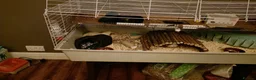 Guinea Pig rodents for sale: 3 Male Guinea pigs - Advert 3