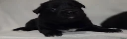 Mixed Breed dogs for sale: Shollie Puppies for Sale - Advert 14