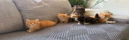 Maine Coon cats for sale: Beautiful half Maine coon kittens available.  in Bristol - Advert 6