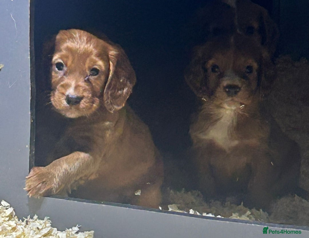 Cocker Spaniel dogs for sale: Outstanding litter of cocker spaniel puppies  - Advert 11