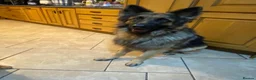 German Shepherd dogs for sale: German shepherd Puppies  - Advert 4