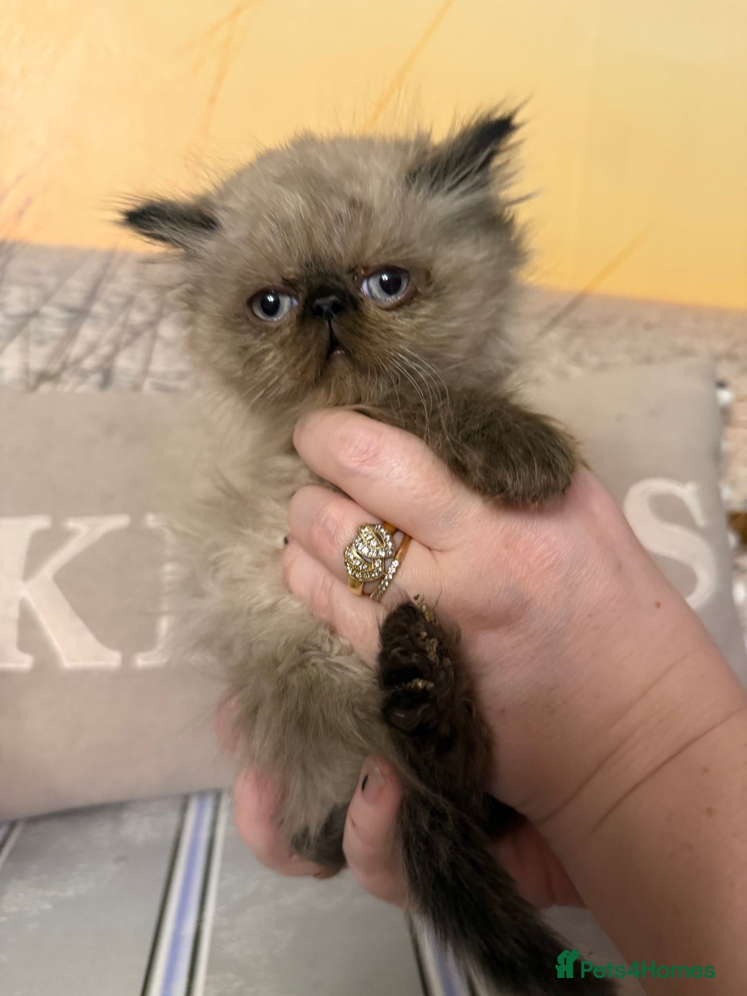 Persian cats for sale: Persians colour point  - Image 4