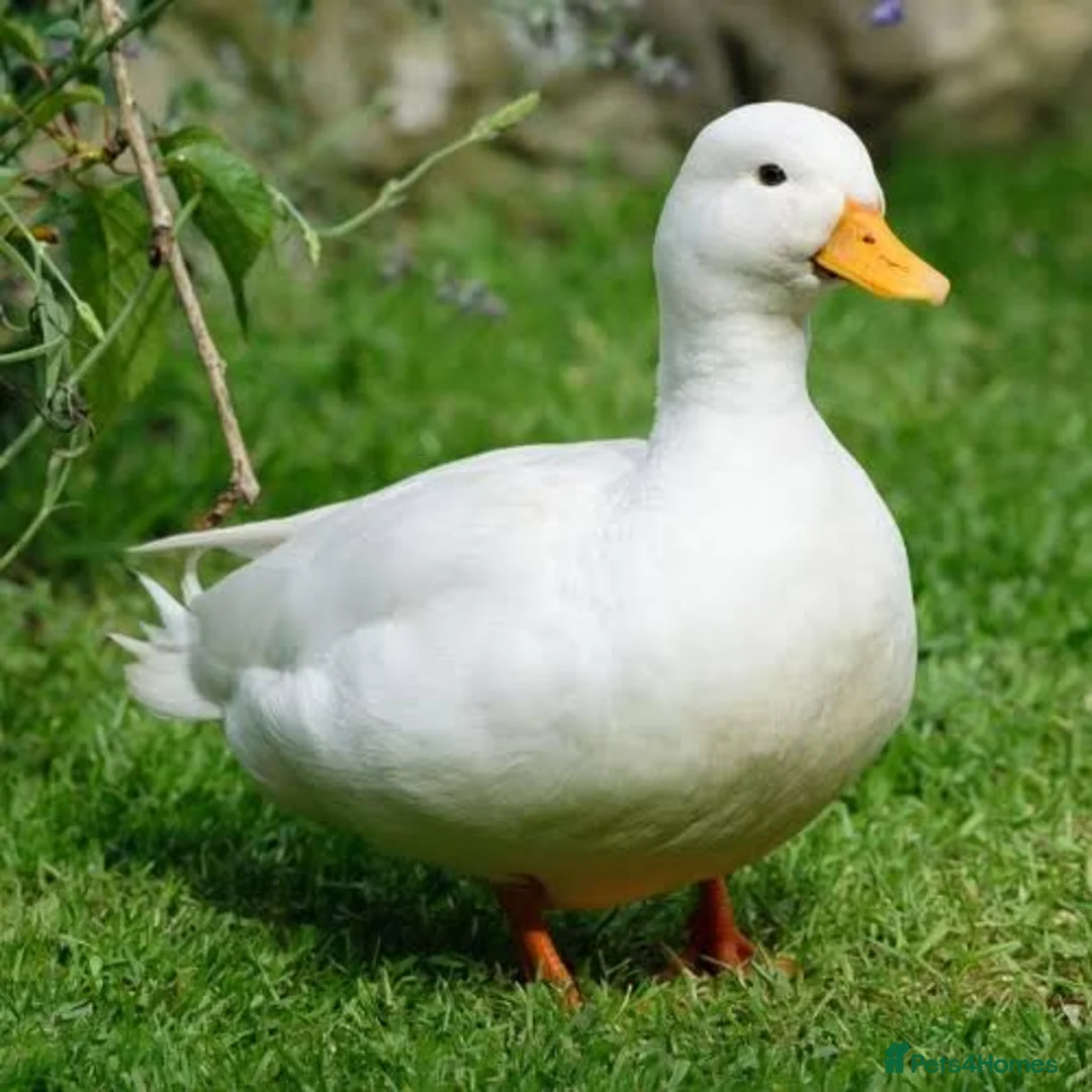 Ducks poultry for sale: Call ducklings - Advert 1