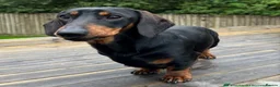 Miniature Dachshund dogs for sale: 6 Beautiful Mini Dachshund Boys! in Lanark - Advert 3