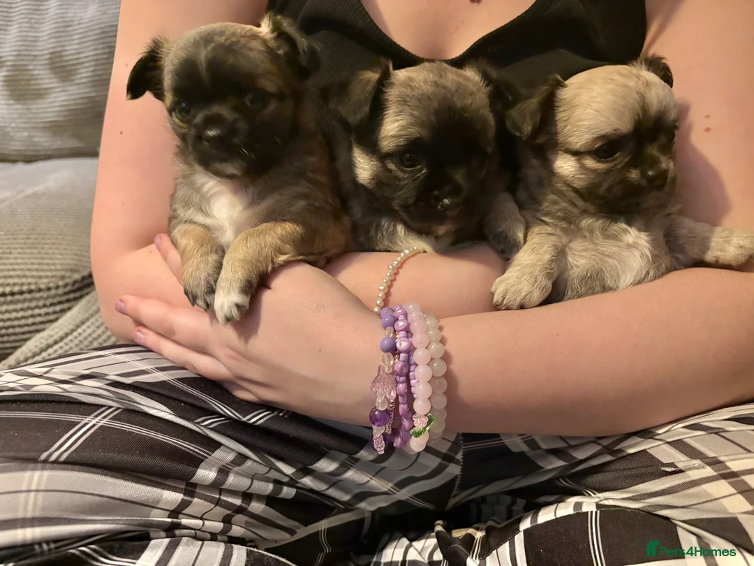 Chihuahua dogs for sale: Gorgeous Long hair chihuahua pups - Advert 2