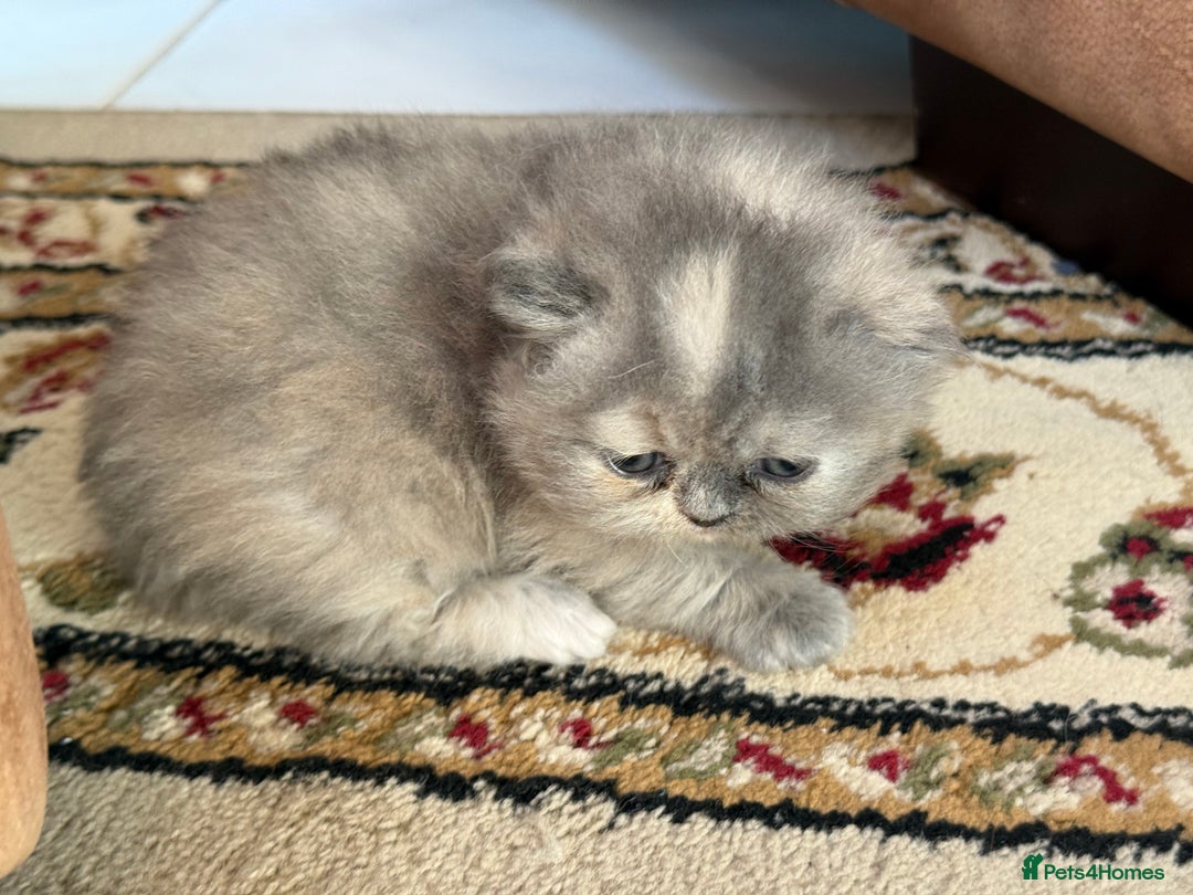 Persian cats for sale: Pedigree Persian Kittens - Two Beautiful Girls - Image 4