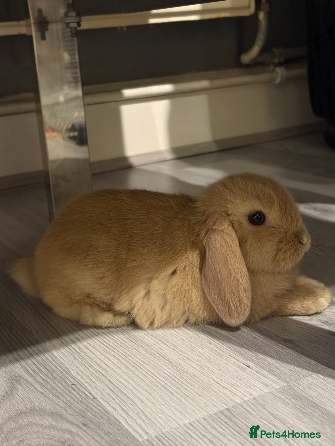 Mini Lop rabbits for sale: Mini lop for sale 8 weeks - Advert 1