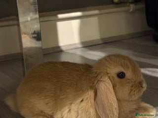 Mini Lop rabbits Mini lop for sale 8 weeks - Advert 1