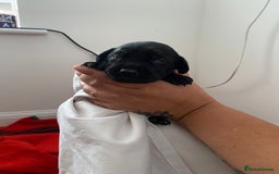 Mixed Breed dogs for sale: corso springer - Image 4