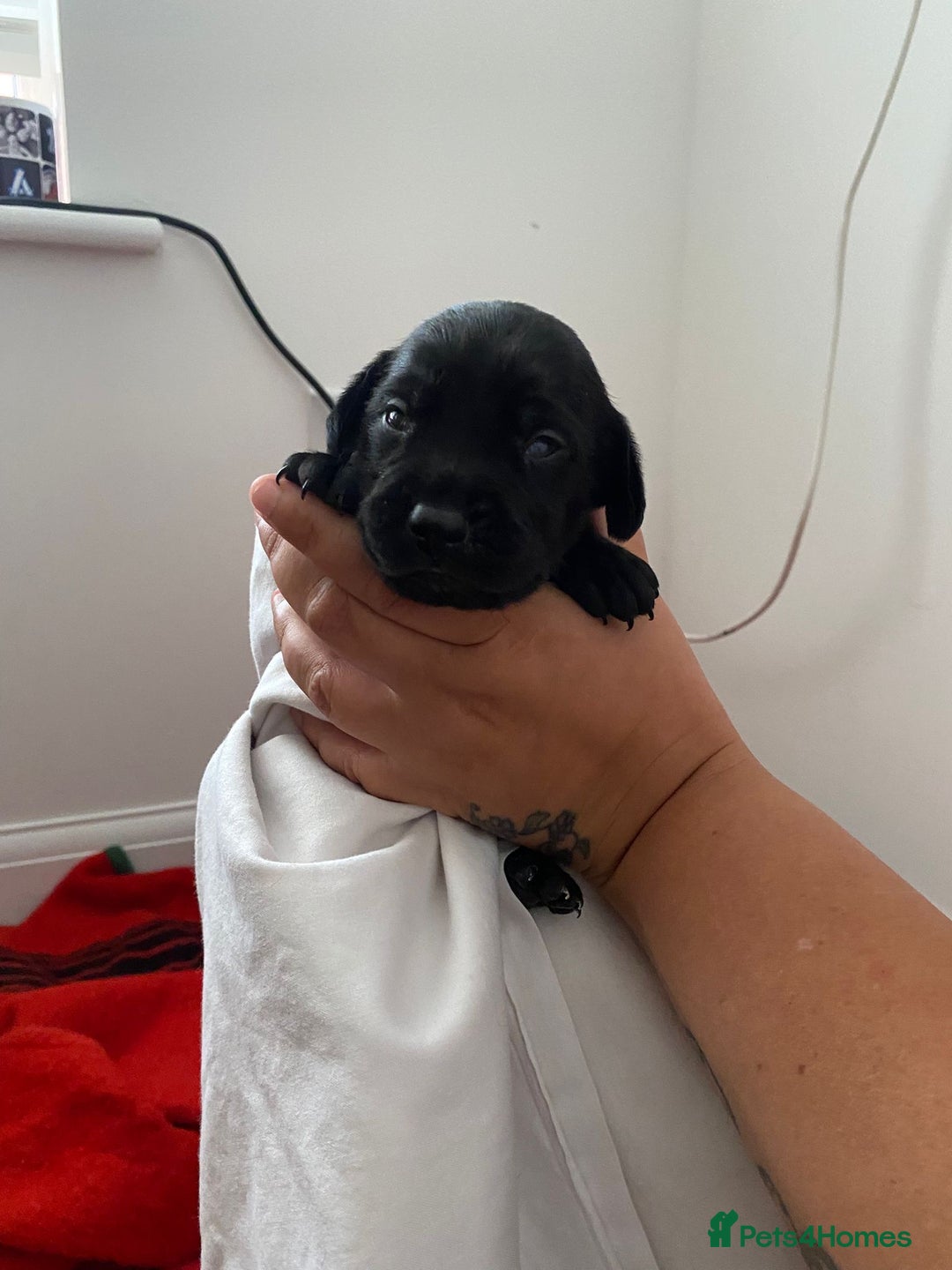 Mixed Breed dogs for sale: corso springer - Image 4