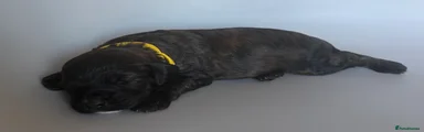 Mixed Breed Puppy 5