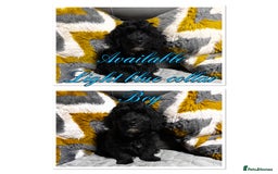 Maltipoo dogs for sale: Beautiful Maltipoo💙 boys and girls❤️ pra clear in Newark - Image 5
