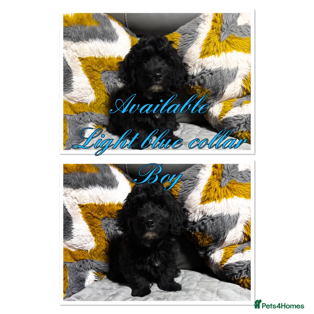 Maltipoo dogs for sale: Beautiful Maltipoo💙 boys and girls❤️ pra clear in Newark - Image 5