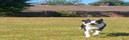 Border Collie dogs for sale: Max - Friendly Border Collie, Great with Kids in Saint Helens - Advert 5