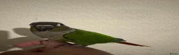 Conures birds for sale: Bonded Pair of Conures Tamed - Advert 6