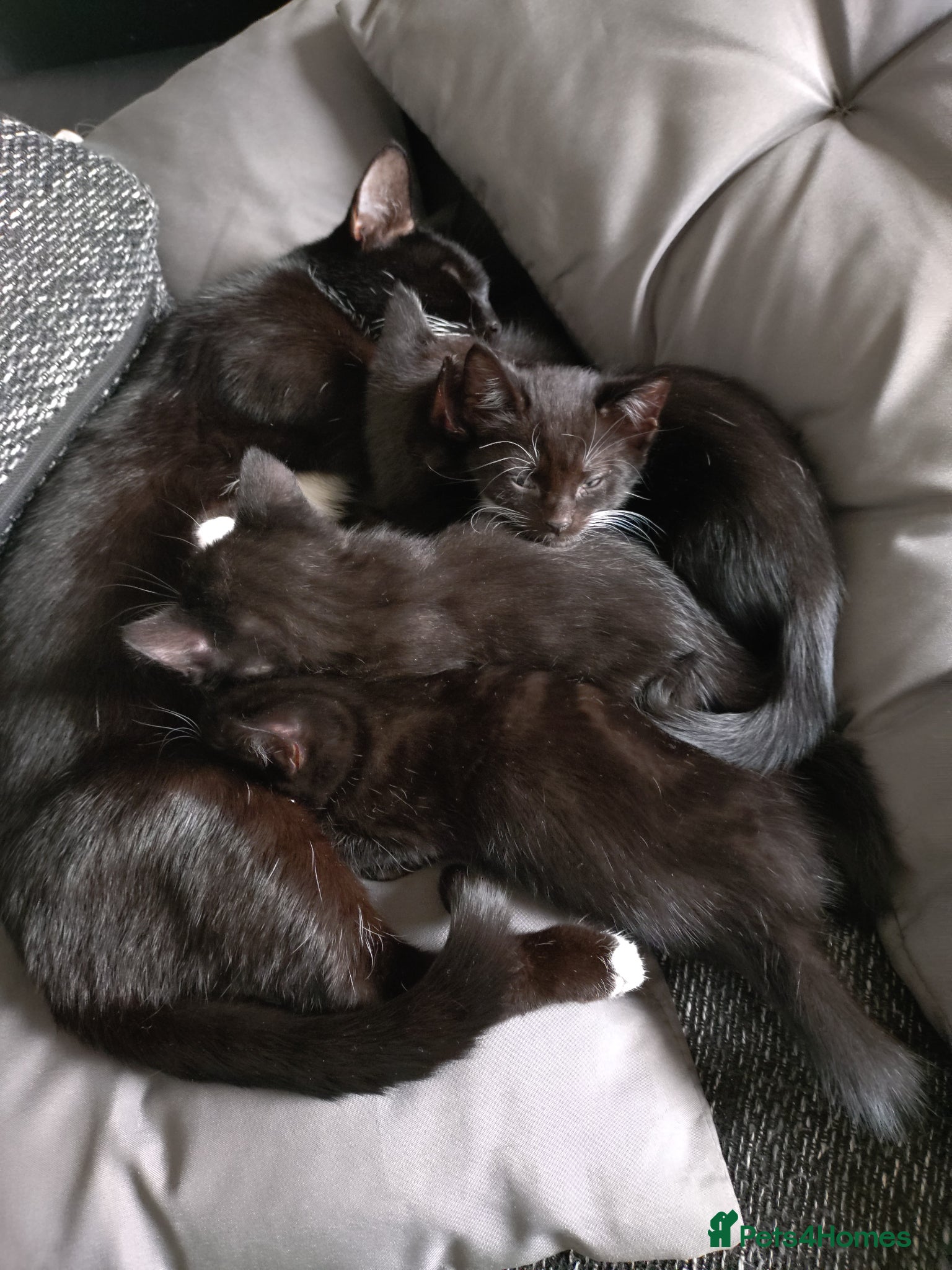 Mixed Breed cats Kittens - Advert 1