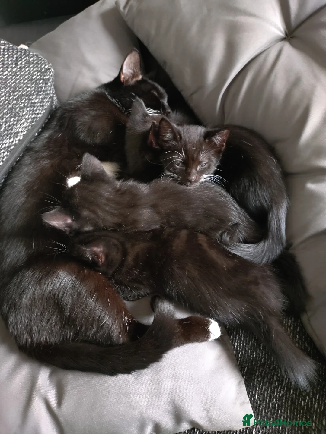 Mixed Breed cats for sale: Kittens - Advert 1