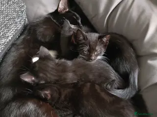 Mixed Breed cats Kittens - Advert 1