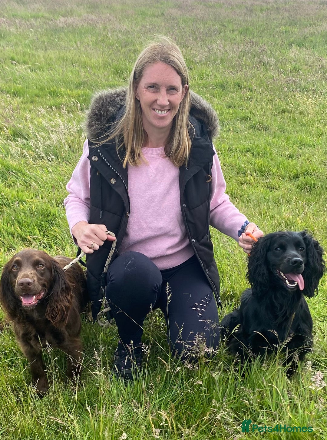 Sprocker dogs for sale: Cheshire Sprocker Pups from Working Parents - Image 8
