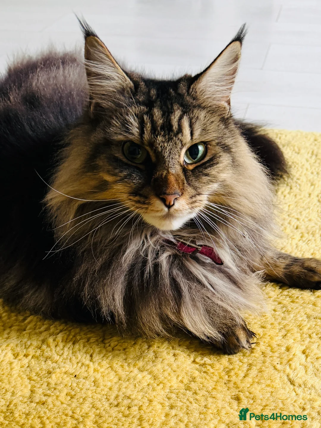 Mixed Breed cats for sale: Mainecoon cross 1 year old boy tabby - Advert 2