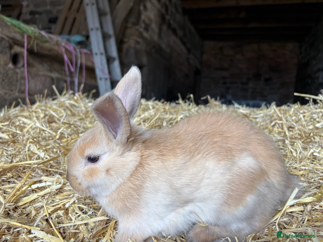 Mini Lop rabbits for sale: 🐰 Adorable Mini Lop Baby Rabbits 🐰 - Advert 11