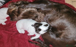 Sprocker dogs for sale: Male Sprocker - Image 5