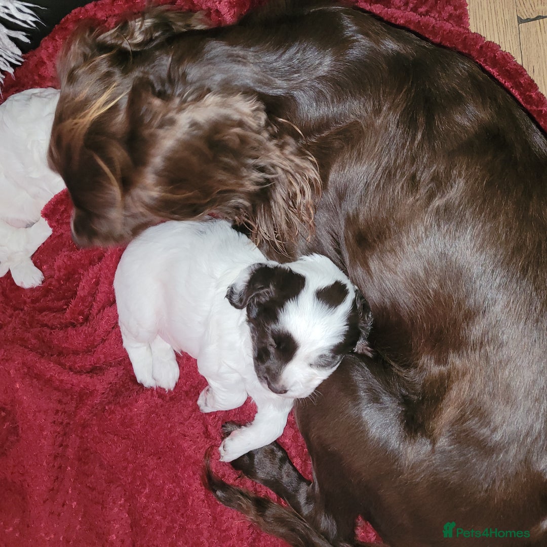 Sprocker dogs for sale: Male Sprocker - Image 5