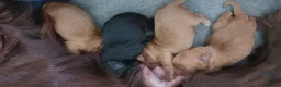 Cockapoo dogs for sale: Stunning cockapoos - Advert 19