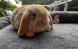 Mini Lop rabbits for sale: Mini Lop Bunnies (3 Girls Ready now) More 15th Aug - Image 2
