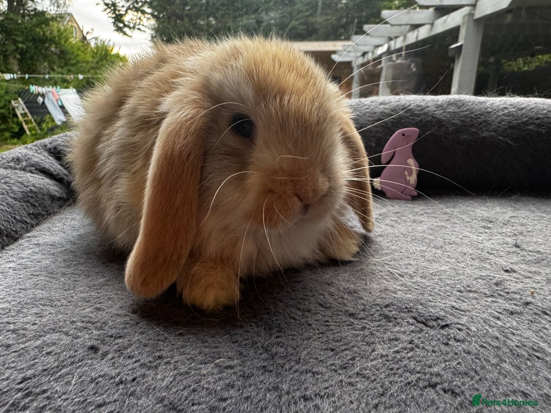 Mini Lop rabbits for sale: Mini Lop Bunnies (3 Girls Ready now) More 15th Aug - Image 2