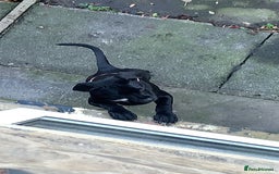 Cane Corso dogs for sale: Cane corso - Advert 4