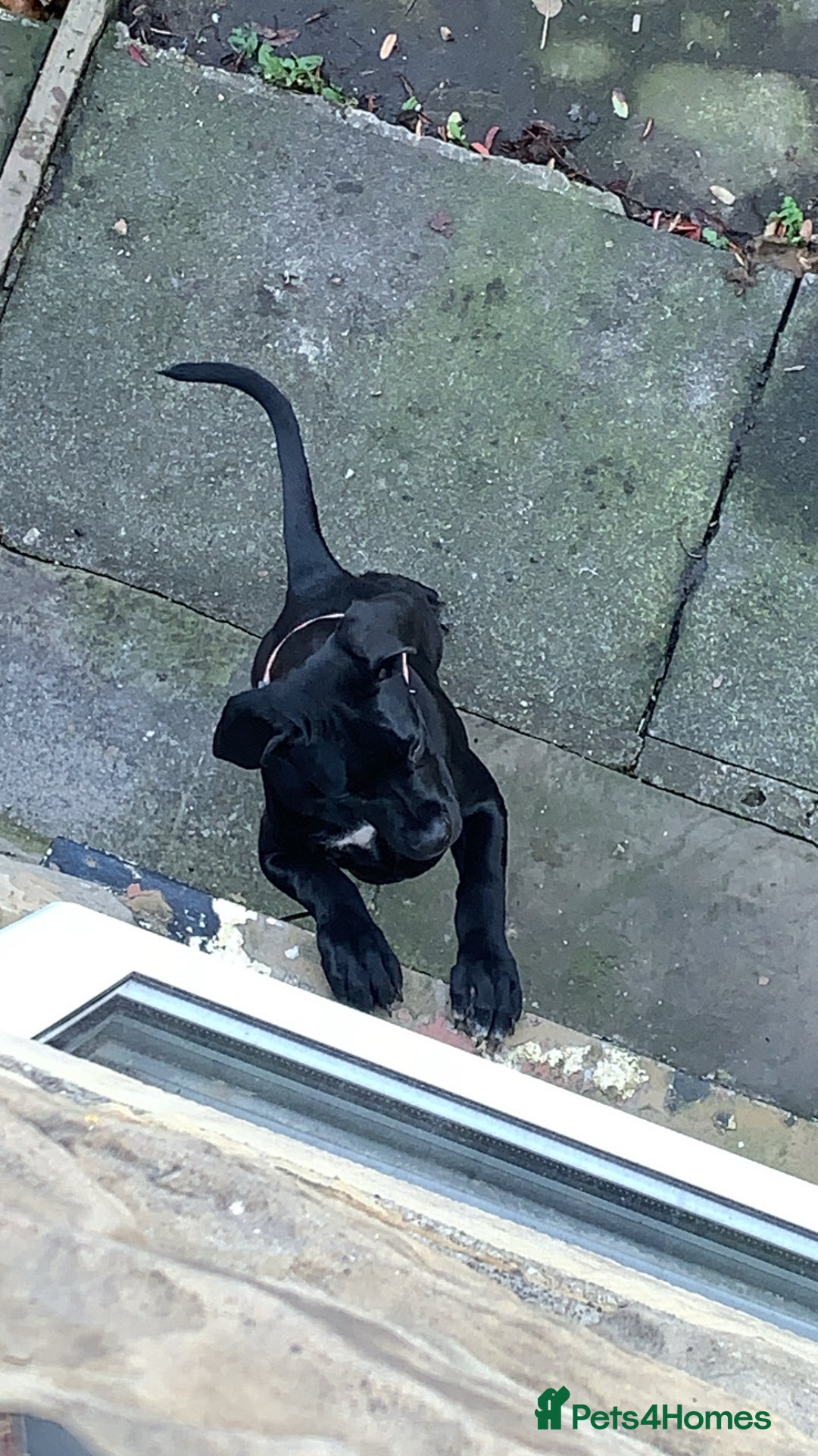 Cane Corso dogs for sale: Cane corso - Advert 4