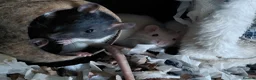 Rat rodents for sale: n 5 black with patch white belly and 5 girls left - Advert 18