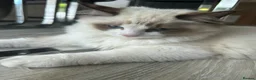 Ragdoll cats for sale: Rare European Long-Haired Ragdoll Kittens - Advert 5