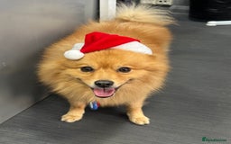 German Spitz dogs for stud: German Spitz Stud - Advert 5